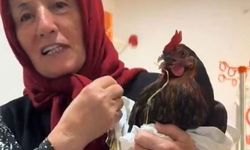 Boğazına iğne kaçan tavuğu için hastanede röntgen talebinde bulundu