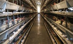 'Güvensiz tavuk’ operasyonunda 271 ton ürün ele geçirildi