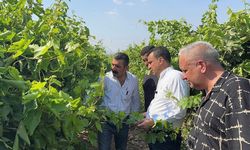 Üzüm üreticisi zor günler yaşıyor: Çalıştıkça kötüye gidiyoruz
