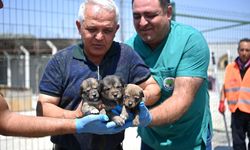 Başkan Şahin, Mutlu Mahallesi'nde çıkan yangın bölgesini inceledi
