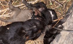 Tokat'ta 3 yavru köpek birbirlerine iple bağlanarak boğulmuş halde bulundu
