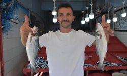 Denizdeki sardalya bolluğu fiyatlara yansıdı