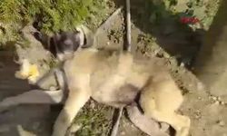 Yavru köpeğe araç çarptı; annesi başından ayrılmadı