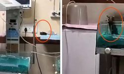 Yenidoğan servisini basan fareler 2 bebeği öldürdü