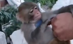 Şiddet uygulanan maymun, kurtarılıp korumaya alındı