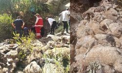 Uçurumdan düşen 334 koyun telef oldu