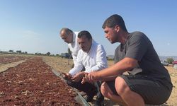 Manisalı üzüm üreticisi fiyatlardan dert yandı