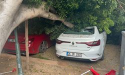 Antalya’da ağaç 5 otomobilin üzerine devrlidi