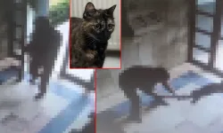 Başakşehir'de kediye işkence davasında karar: 3 yıl 8 ay hapis cezası
