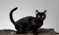 Cadılar Bayramı öncesi siyah kedi sahiplenmek yasaklandı