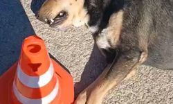 Tabanca ile vurulan sahipsiz köpek öldü