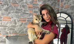 Obsesif kompülsif bozukluğu olan takıntılı kedi için antidepresanlı tedavi