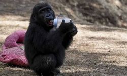 Nijerya'dan Türkiye'ye ‘Zeytin’ tepkisi