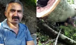 Üzerine ağaç devrilen kesim işçisi öldü