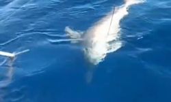 Amatör balıkçının oltasına köpek balığı takıldı