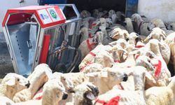 Ankara Büyükşehir’den hayvan üreticilerine destek