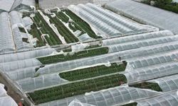 Antalya'da kuvvetli sağanak ve rüzgâr: Seralar zarar gördü!