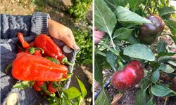 Ata tohumları özel üretim sahasında çoğaltılıyor