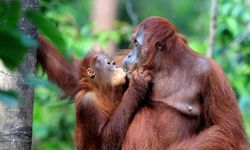 Bilim insanları: Dudak dudağa öpüşmeye 21 milyon yıl önce başladık