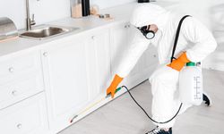 Böcek ailesinin ölümü sonrası gözler ilaçlama sektöründe: Her üç firmadan biri ruhsatsız