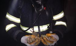 Balıkesir’de tavuk çiftliğinde çıkan yangında 5 bin civciv öldü