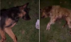 9 köpeğin ölü bulunmasıyla ilgili soruşturma başlatıldı