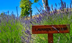 Ankara lavanta bahçeleriyle turizmi canlandırıyor