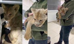 Yasa dışı yollarla Türkiye'ye getirilen aslan yavrusu koruma altına alındı