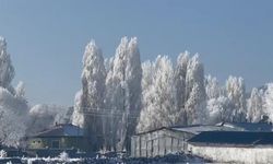 Ardahan'da termometreler eksi 20'yi gördü: Ağaçlar kırağı tuttu