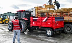Büyükşehir’den manda yetiştiricilerine yüzde yüz hibeli yem desteği