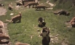 Kedi ve tilkilerin yan yana beslendiği anlar kamerada