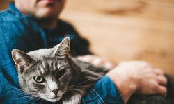 Araştırma: Kediler, erkeklerin kendilerini anlamadığını düşündüğü için onlara daha fazla miyavlıyor