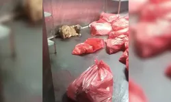 ABB’den ‘barınakta köpek katliamı’ iddiasının ardından açıklama