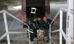 Koyunların karnında saklanmış 54,6 kilogram uyuşturucu ele geçirildi
