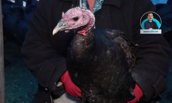 Evde yılbaşı sofrasının maliyeti belli oldu; hindinin fiyatı cep yakıyor!