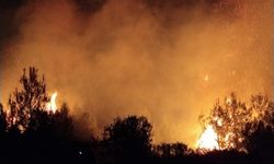 Antalya'da orman yangını çıktı