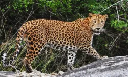 Bu hayvana zarar vermenin cezası 45 milyon TL ve 5 yıl hapis