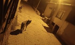 Ankara'da aç kalan kurtlar ilçeye indi