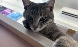 Bodrum'da kedi, derisi yüzülmüş, kuyruğu kesilmiş halde ölü bulundu