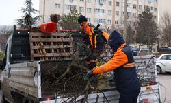 Parklar bahara hazırlanıyor: Budama çalışmaları aralıksız sürüyor