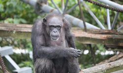 Bilim dünyasında tanınan dahi şempanze Ai 49 yaşında öldü