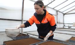 Çansera’da yazlık çiçekler için üretim mesaisi başladı