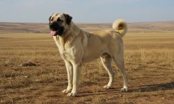 Kangal köpeği tüfekle vurularak öldürüldü: 1 gözaltı