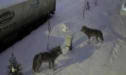 Gaziantep'te aç kalan kurtlar mahalleye indi