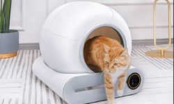 Otomatik kedi tuvaletlerinde koku yayılım testleri başarılı oldu