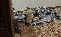 Yeni doğan buzağıyı donmasın diye evine götürüp fön makinesi ile kuruttu