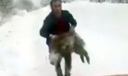 Yaban domuzunu elleriyle yakalayan sürücü: Kimse denemesin