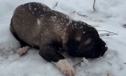 Yavru köpeğe eziyet eden şahıs tutuklandı