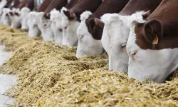 Yem fiyatlarına KDV zammı geldi!