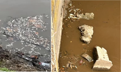 Yeşilırmak'ta balık ölümleri görüldü